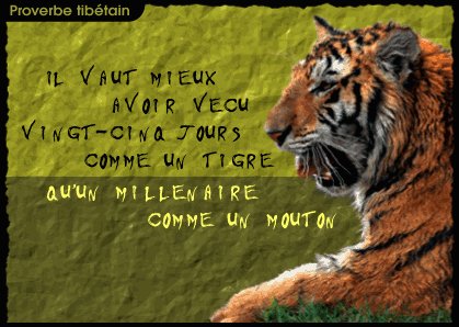 proverbe